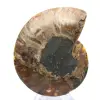 Gran amonites de Madagascar: Fuerza natural - 0