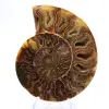 Gran amonites de Madagascar: Fuerza natural - 1