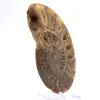 Gran amonites de Madagascar: Fuerza natural - 2