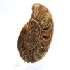 Gran amonites de Madagascar: Fuerza natural - 3
