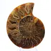 Ammonites pulidos: Geometría marina de Madagascar - 1