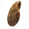 Ammonites pulidos: Geometría marina de Madagascar - 2