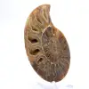 Ammonites pulidos: Geometría marina de Madagascar - 3
