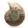 Ammonites pulidos: Geometría marina de Madagascar — 3