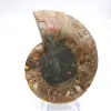 Ammonites pulidos: Geometría marina de Madagascar - 4