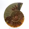Impresionante amonites de Madagascar: pureza fósil - 1
