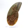 Impresionante amonites de Madagascar: pureza fósil - 2
