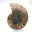 Ammonites pulidos: Geometría marina de Madagascar — 4