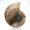 Ejemplar importante de amonites: El prestigio de Madagascar - 0