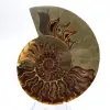 Ejemplar importante de amonites: El prestigio de Madagascar - 1