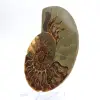 Ejemplar importante de amonites: El prestigio de Madagascar - 2