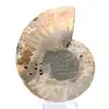 Ammonites pulidos: Geometría marina de Madagascar - 5