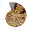 Ammonites de Madagascar: Suavidad y autenticidad - 1
