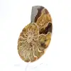 Ammonites de Madagascar: Suavidad y autenticidad - 2