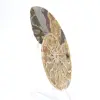 Ammonites de Madagascar: Suavidad y autenticidad - 3