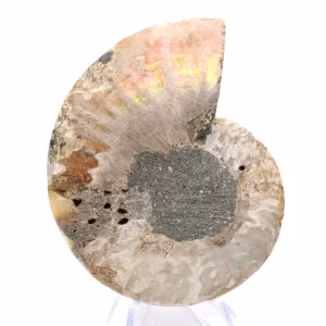 Ammonites de Madagascar: Suavidad y autenticidad