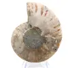Ammonites pulidos: Geometría marina de Madagascar - 6