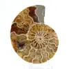 Amonites fósiles de Mahajanga: Equilibrio mineral - 1