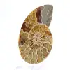 Amonites fósiles de Mahajanga: Equilibrio mineral - 2