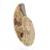 Amonites fósiles de Mahajanga: Equilibrio mineral - 3