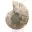 Ammonites pulidos: Geometría marina de Madagascar — 6