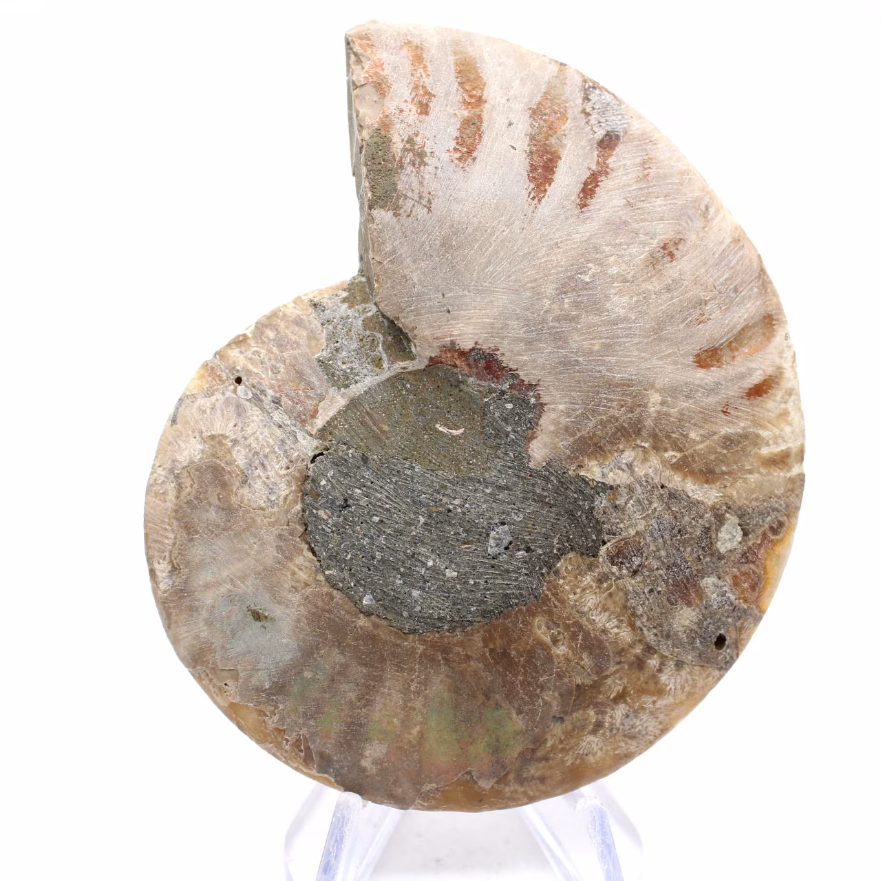 Amonites fósiles de Mahajanga: Equilibrio mineral