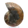 Ammonites pulidos: Geometría marina de Madagascar - 7