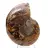 Ammonites de Madagascar: Pureza mineral