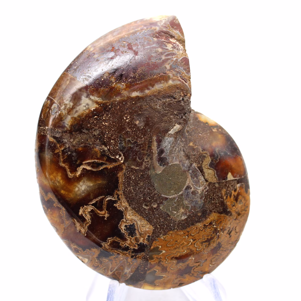 Ammonites de Madagascar: Pureza mineral