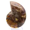 Ammonites pulidos: Geometría marina de Madagascar - 9