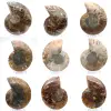 Ammonites pulidos: Geometría marina de Madagascar - 0