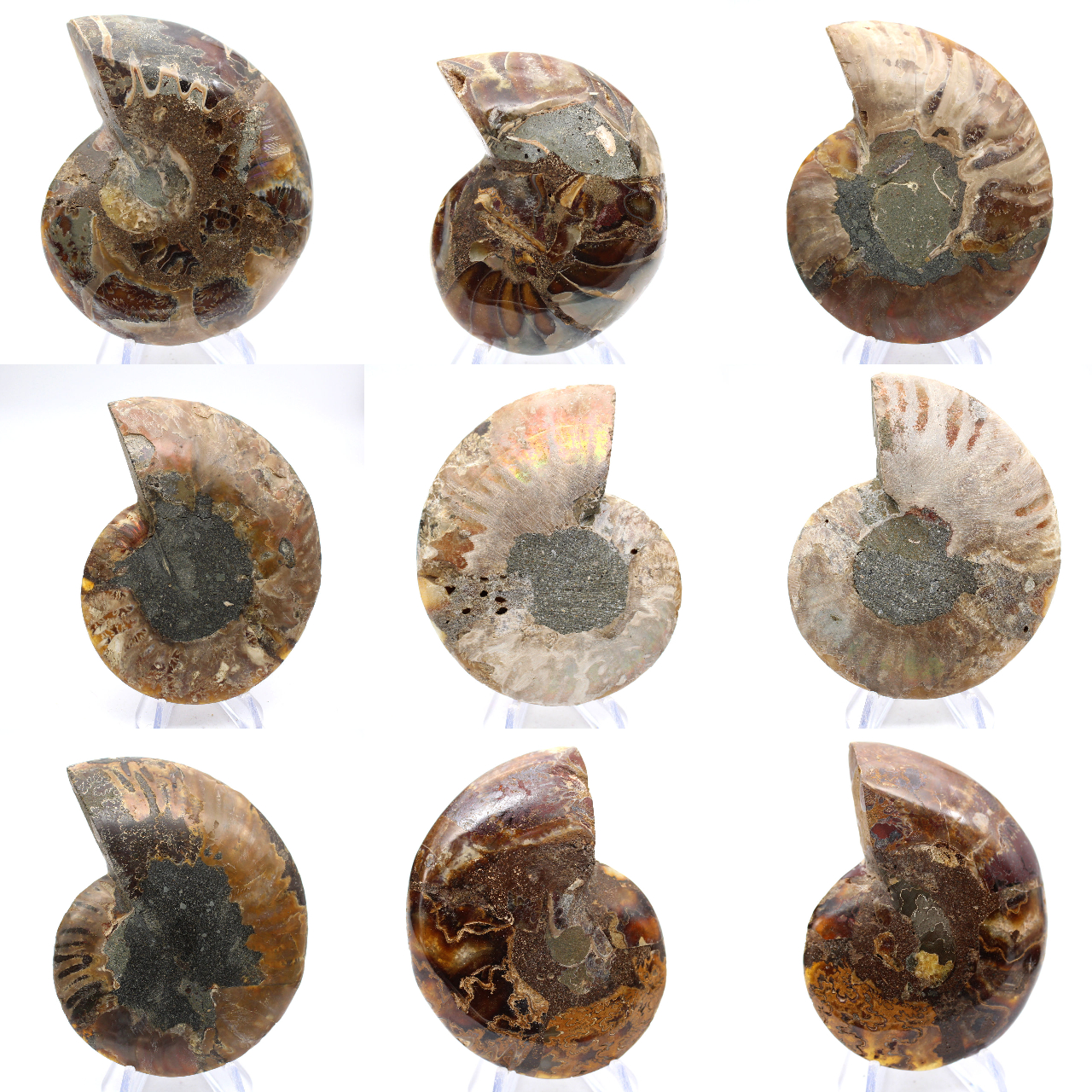Ammonites pulidos: Geometría marina de Madagascar