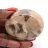 Guijarro mineral de feldespato de Madagascar – Colección