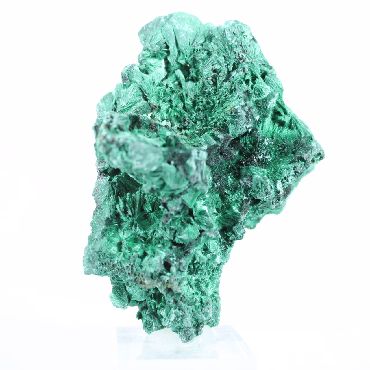 Malaquita del Congo de estructura fibrosa, ejemplar mineral sobre peana